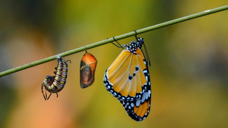 Une illustration du chemin de transformation via la numérologie
